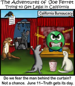 Cartoon featuring Joe Ferret and friends confronting California bureaucracy. Behind red curtains labeled "Dangerous," "Restricted," and "Wild" sits an angry green bureaucratic figure. Another curtain is pulled back to reveal a man labeled "Governor" operating levers labeled "Ignore," "Delay," and "Deflect." A crow holds a sign saying "Five Dollar Ferret Friday." The text reads: “Do we fear the man behind the curtain? Not a chance. June 11—Truth gets its day.”