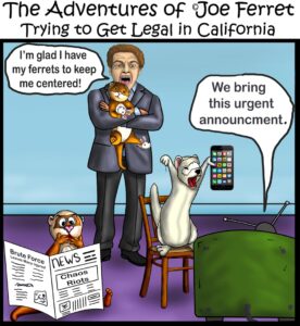 Ferrets peeking out with playful curiosity, reminding us of their joy and mischief.