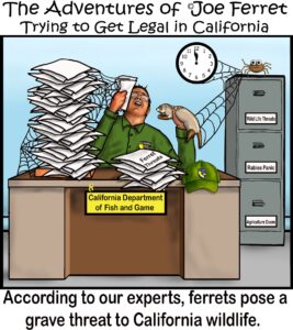 Cartoon showing an overwhelmed California Department of Fish and Game employee buried under stacks of papers labeled “Ferret Threats.” A ferret perches on his arm while cobwebs hang from a filing cabinet labeled “Wildlife Threats,” “Rabies Panic,” and “Agriculture Doom.”
