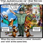 Illustration of Joe Ferret showing a government official labeling the same ferret as both a domestic pet and a wild animal, highlighting contradictory classification.